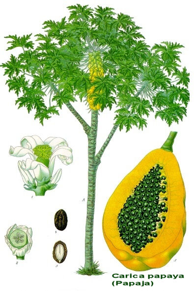 Carica papaya